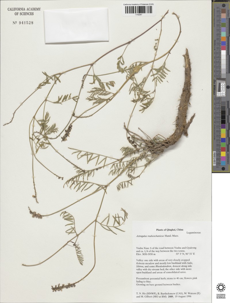 Astragalus mahoschanicus photo 3