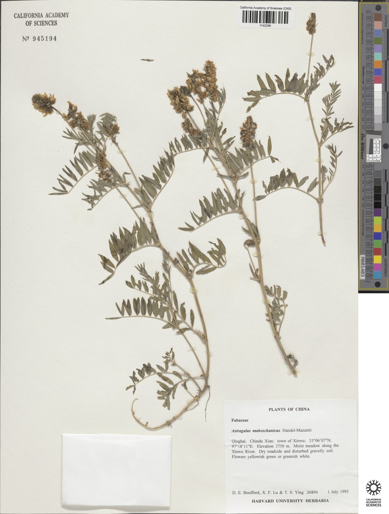 Astragalus mahoschanicus photo 4
