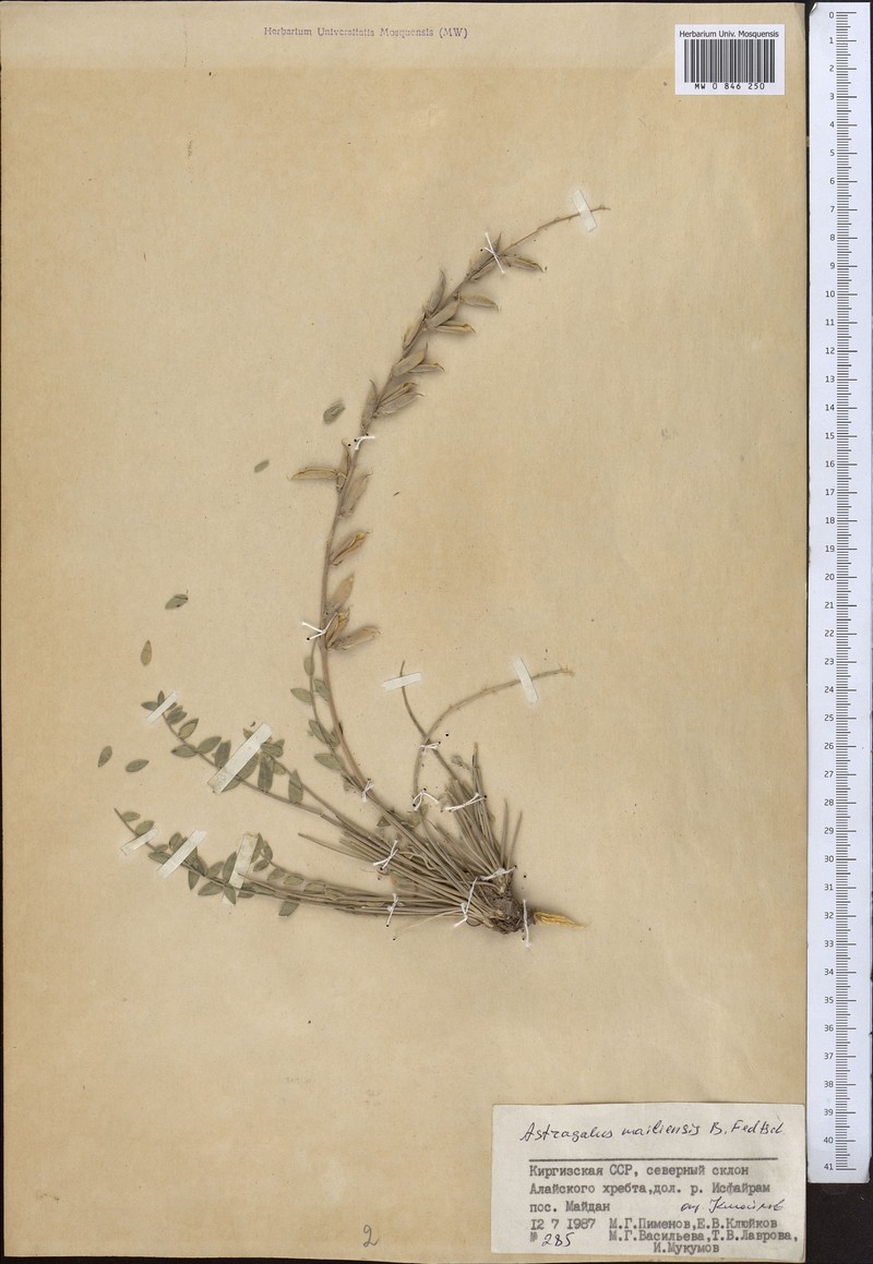 Astragalus mailiensis