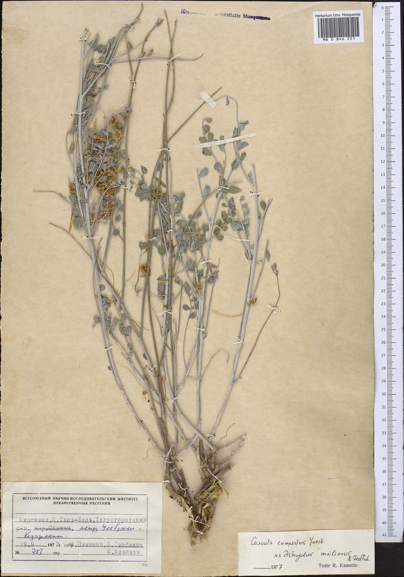 Astragalus mailiensis photo 2