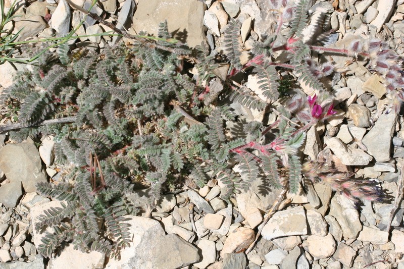 Astragalus maireanus