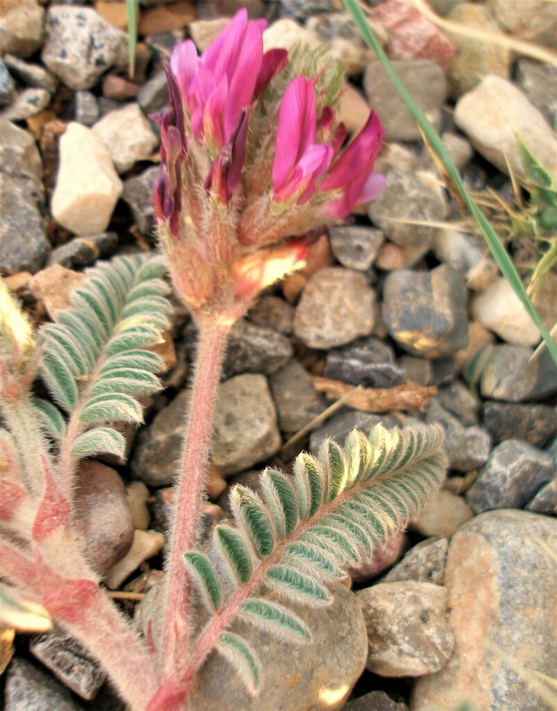 Astragalus maireanus photo 2