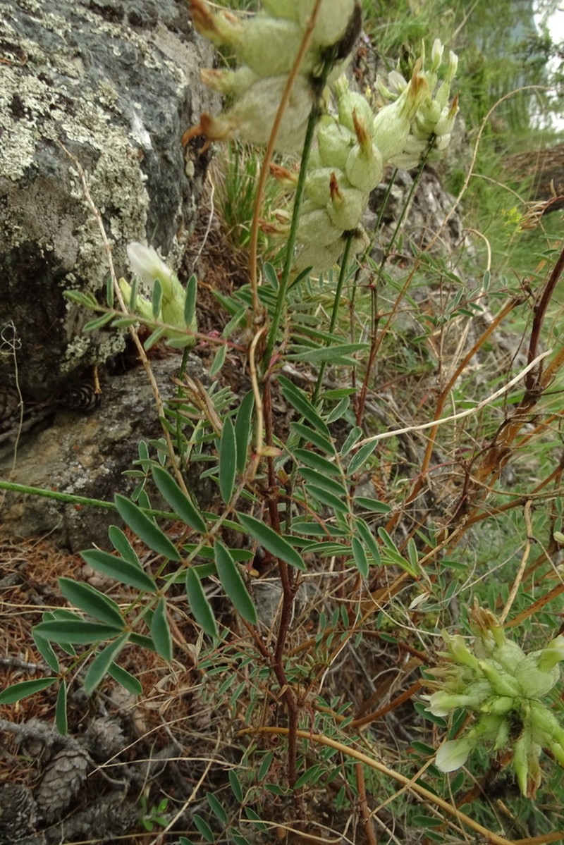 Astragalus majevskianus