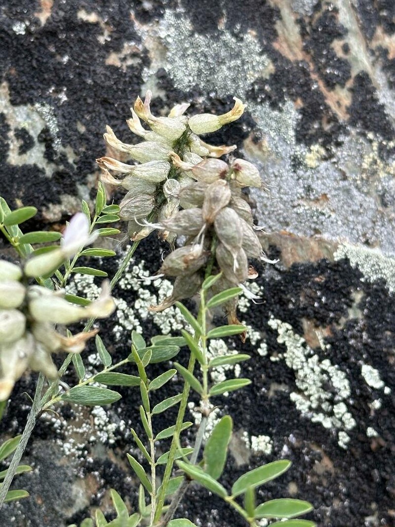 Astragalus majevskianus photo 2