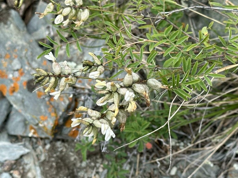 Astragalus majevskianus photo 3