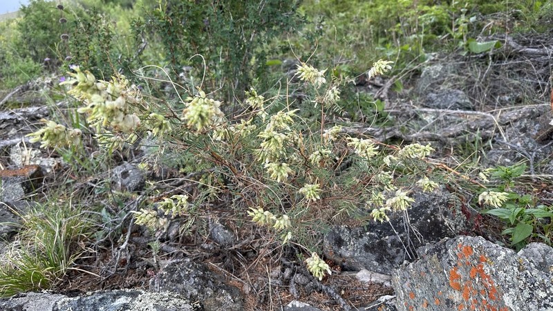 Astragalus majevskianus photo 4