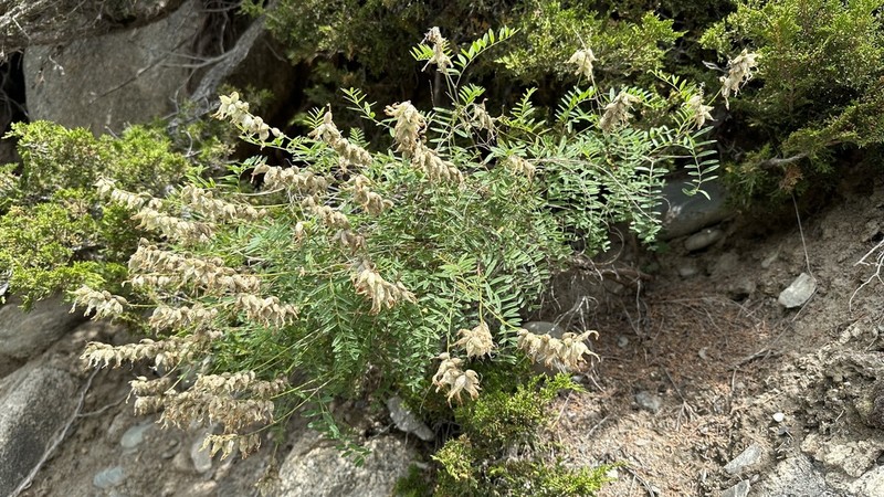 Astragalus majevskianus photo 5