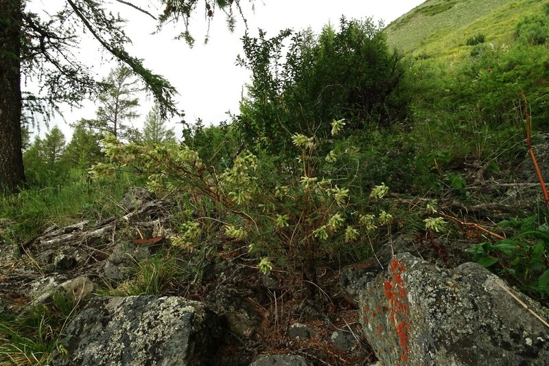 Astragalus majevskianus photo 6