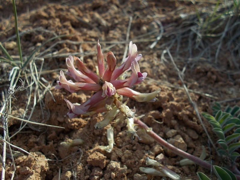 Kaiparowits Milkvetch