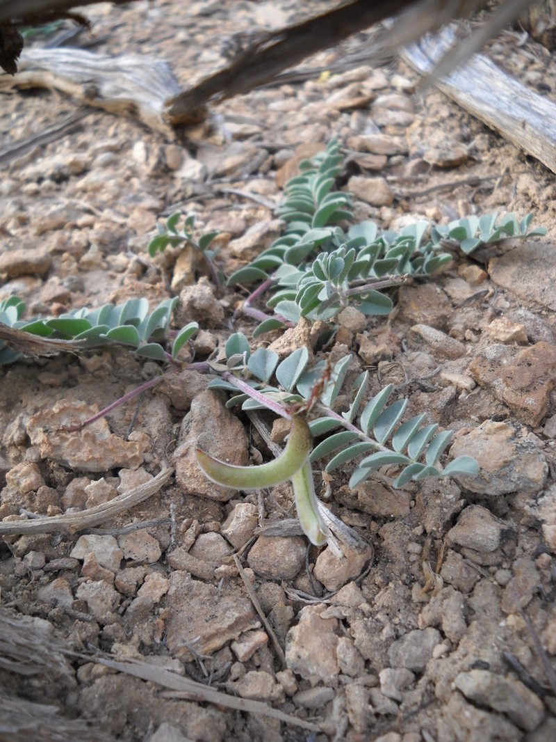 Kaiparowits Milkvetch photo 2