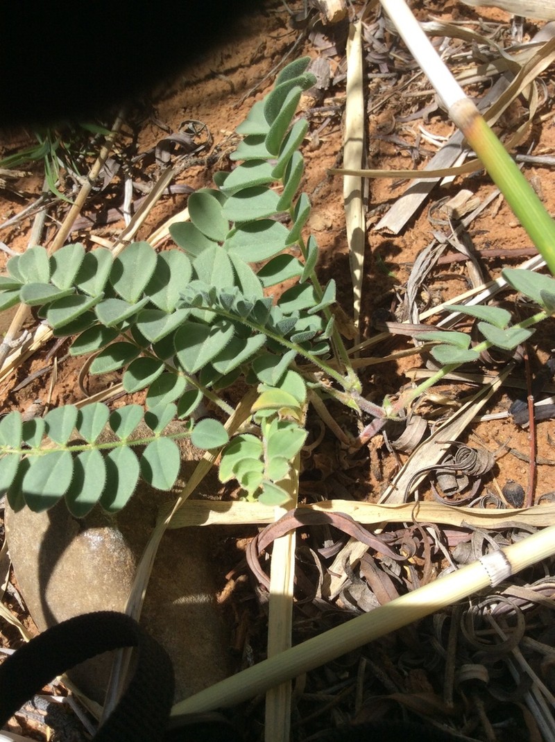 Kaiparowits Milkvetch photo 3