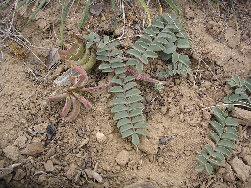 Kaiparowits Milkvetch photo 4
