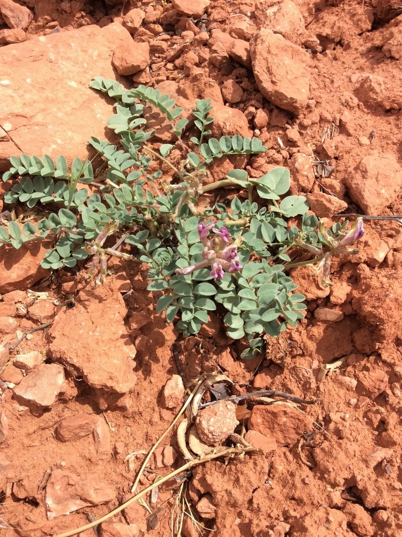 Kaiparowits Milkvetch photo 5