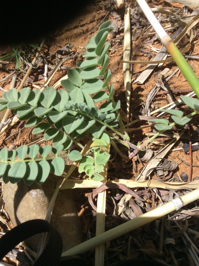 Kaiparowits Milkvetch photo 6