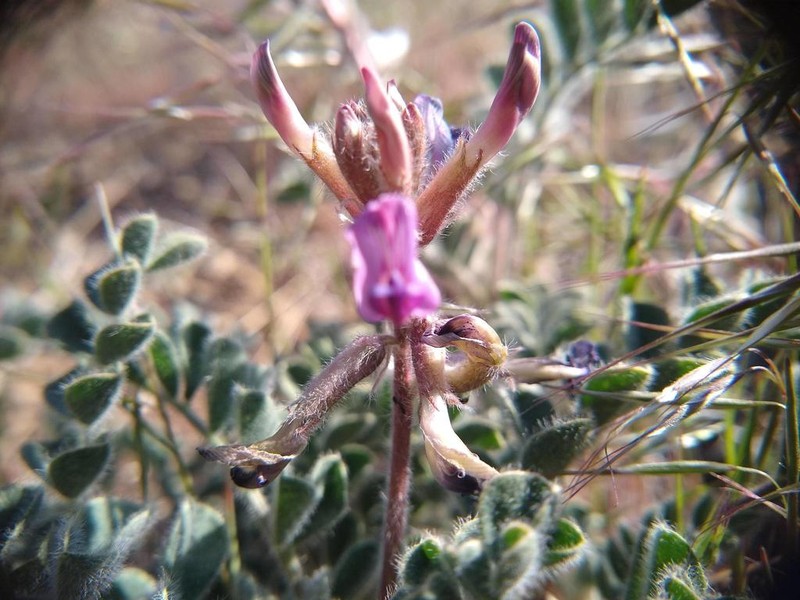 Shaggy Milkvetch photo 3