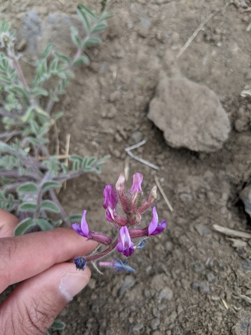Shaggy Milkvetch photo 4