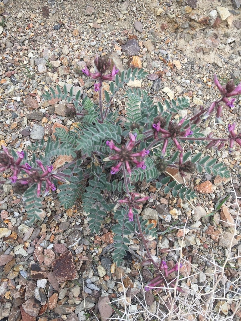 Shaggy Milkvetch photo 6