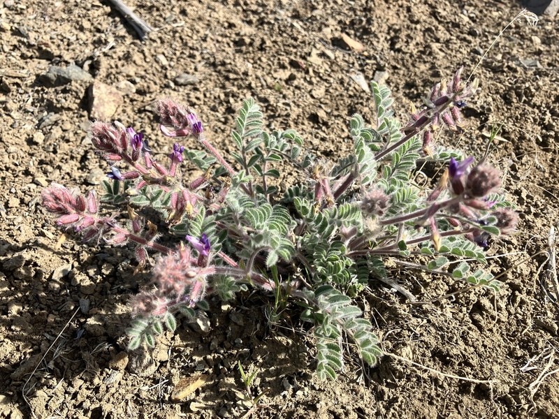 Shaggy Milkvetch photo 7
