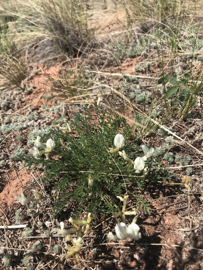 Astragalus maltsevii