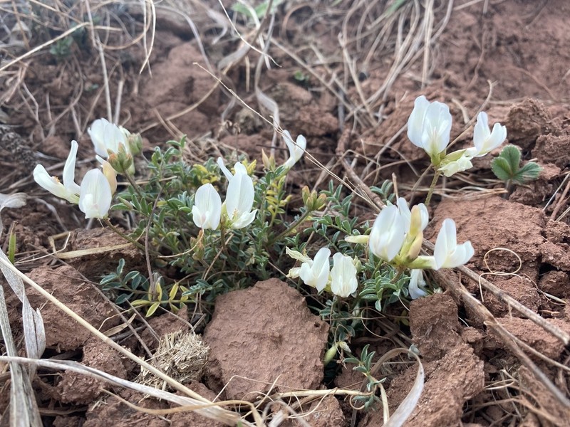Astragalus maltsevii photo 2