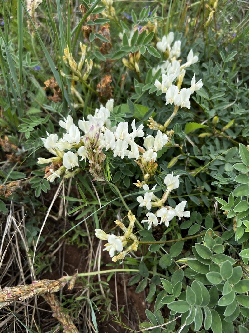 Astragalus maltsevii photo 3