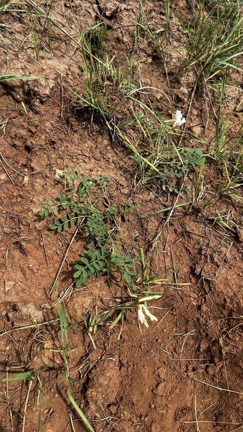 Astragalus maltsevii photo 4
