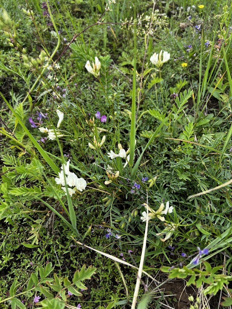 Astragalus maltsevii photo 5