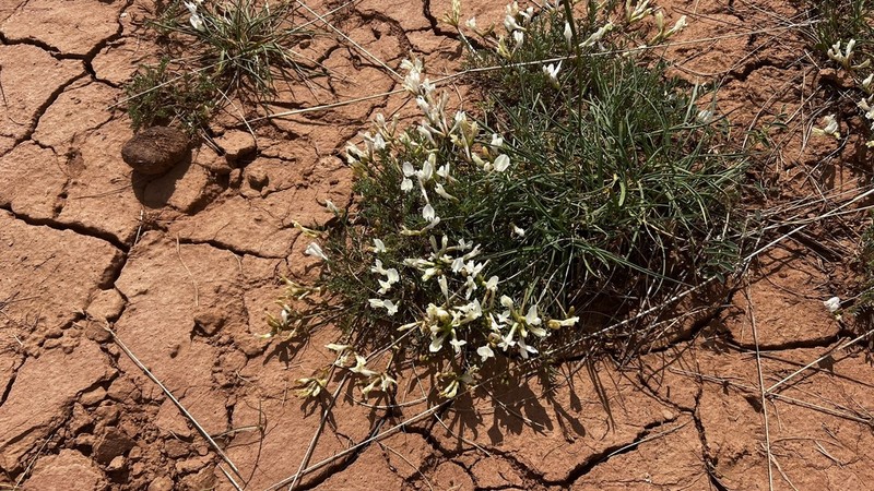 Astragalus maltsevii photo 6