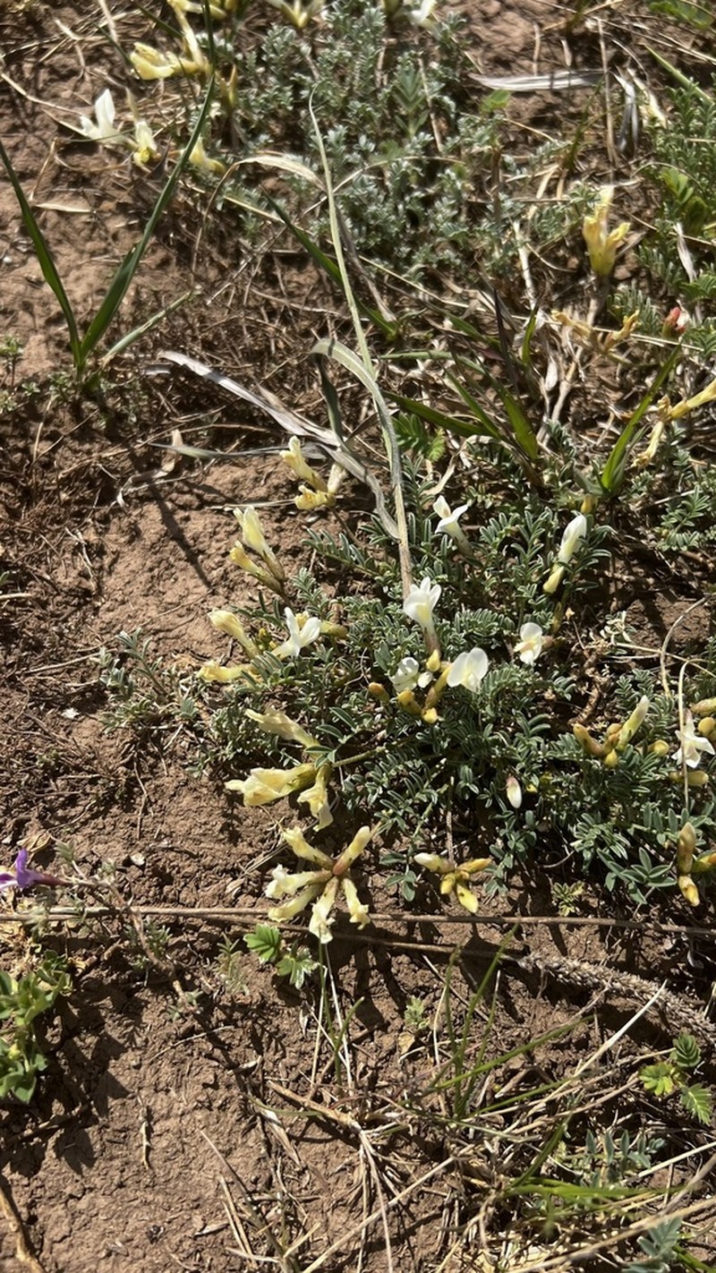Astragalus maltsevii photo 7