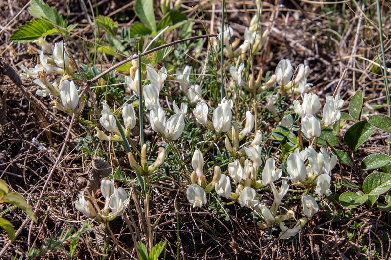 Astragalus maltsevii photo 8