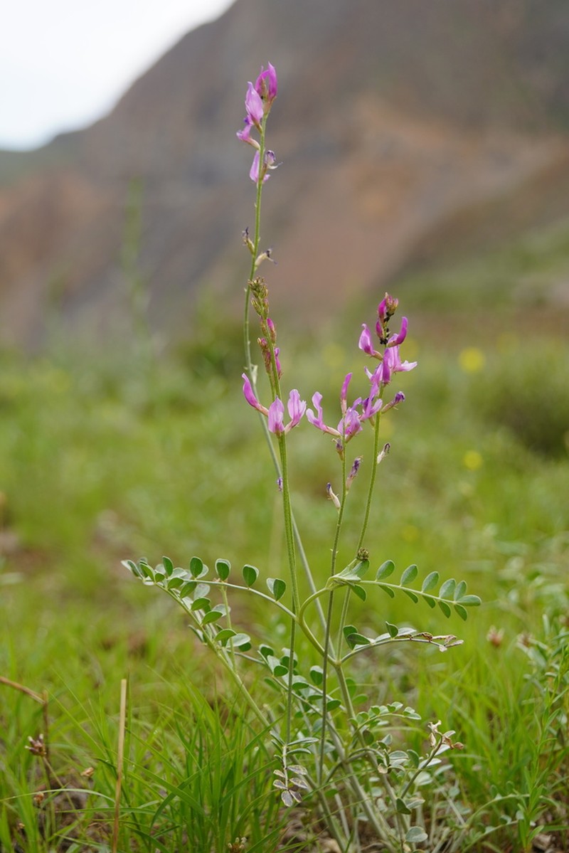 Astragalus managildensis
