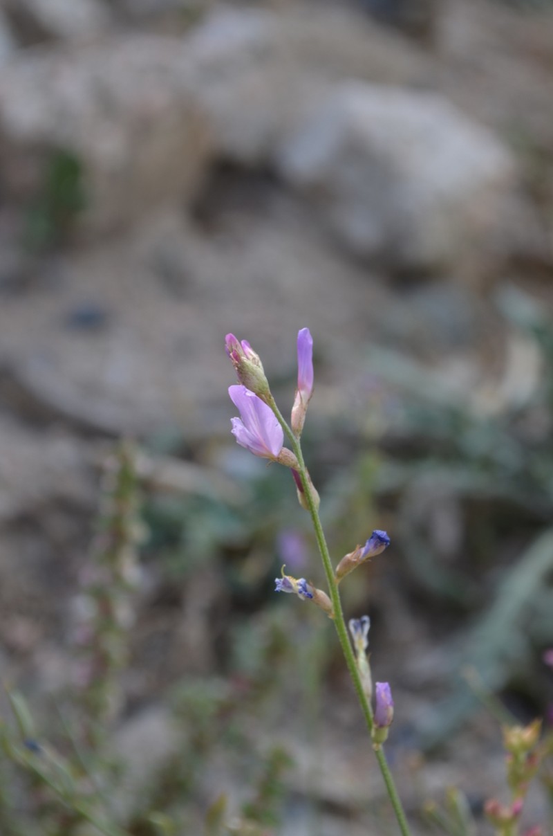 Astragalus managildensis photo 2