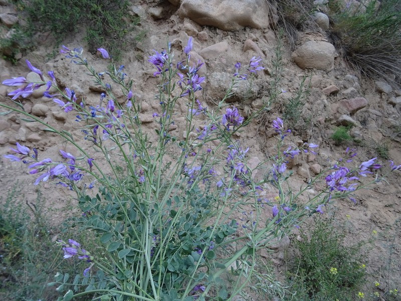 Astragalus managildensis photo 3