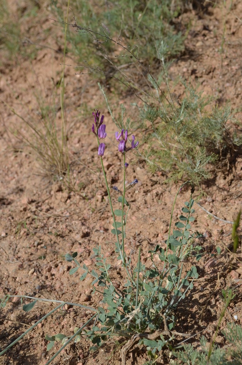 Astragalus managildensis photo 4