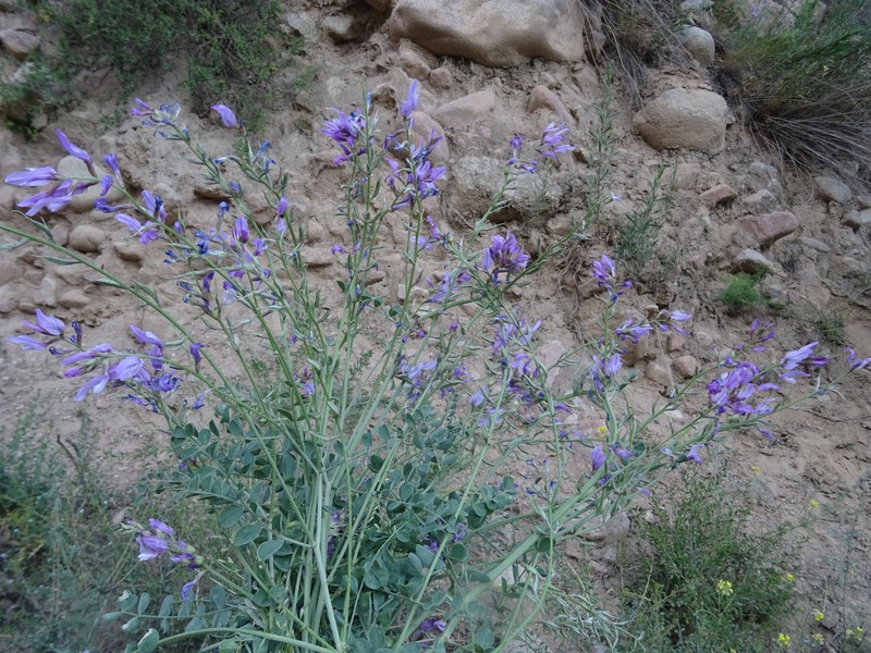 Astragalus managildensis photo 6