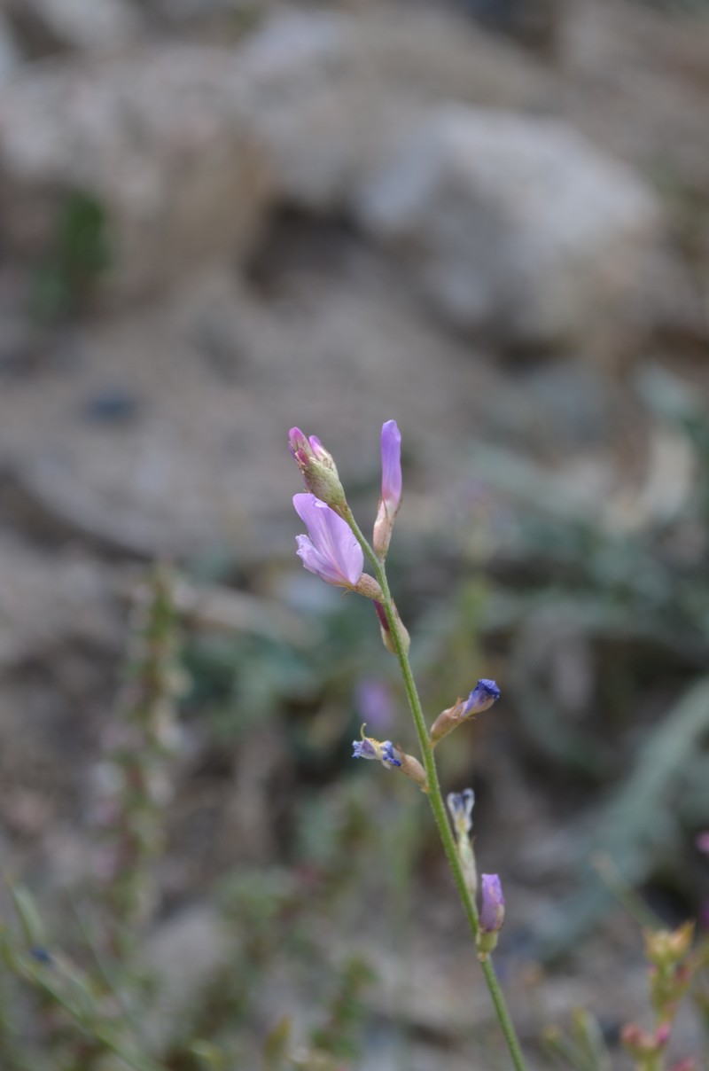Astragalus managildensis photo 8
