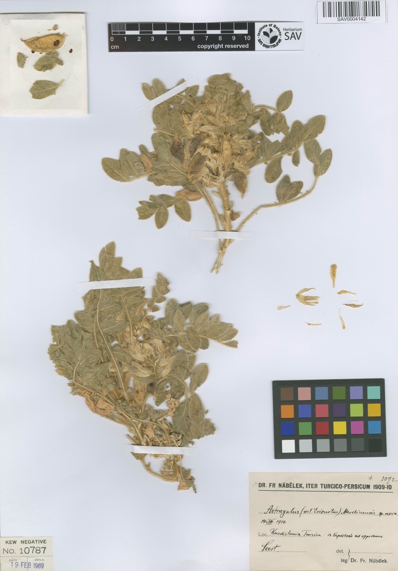 Astragalus mardinensis photo 2