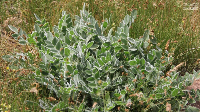 Astragalus mardinensis