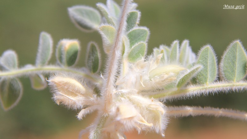 Astragalus mardinensis photo 3