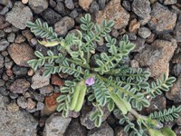 Astragalus mareoticus