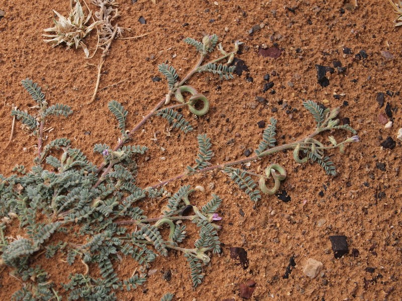 Astragalus mareoticus photo 2