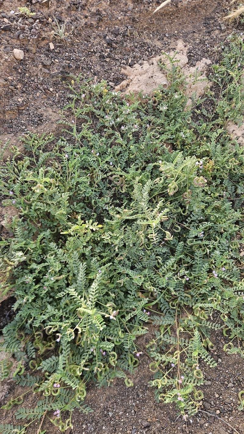 Astragalus mareoticus photo 3