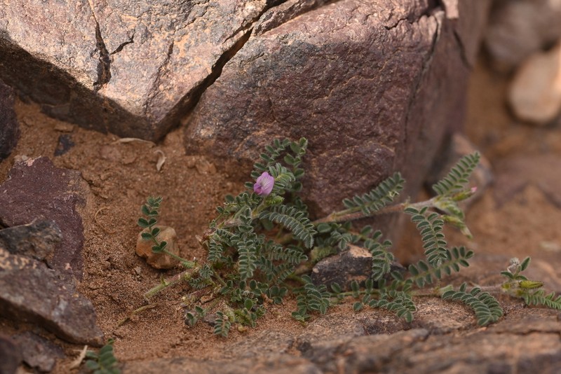 Astragalus mareoticus photo 4