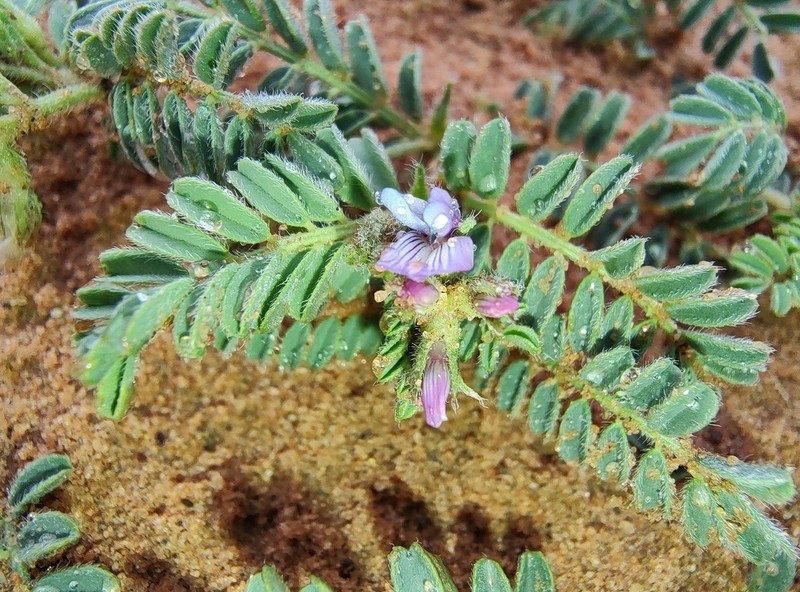 Astragalus mareoticus photo 5