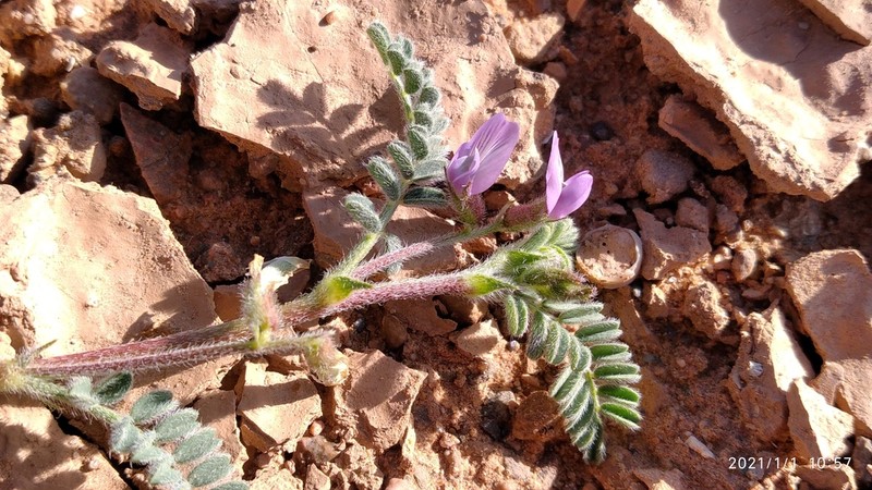 Astragalus mareoticus photo 6