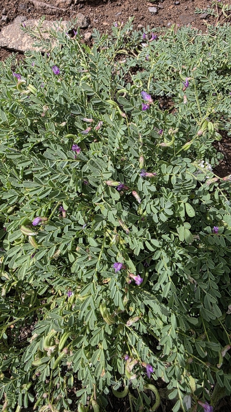 Astragalus mareoticus photo 7