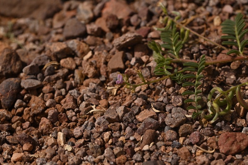 Astragalus mareoticus photo 8