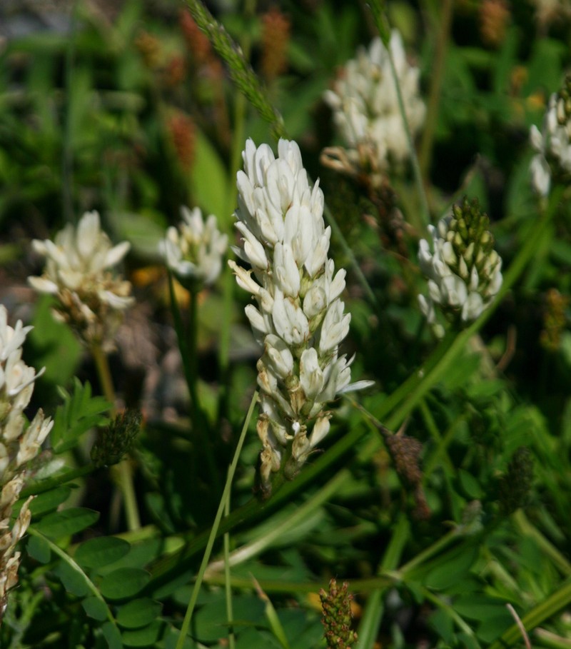 Astragalus marinus photo 2