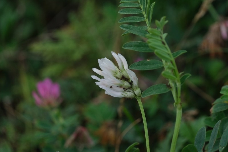 Astragalus marinus photo 3
