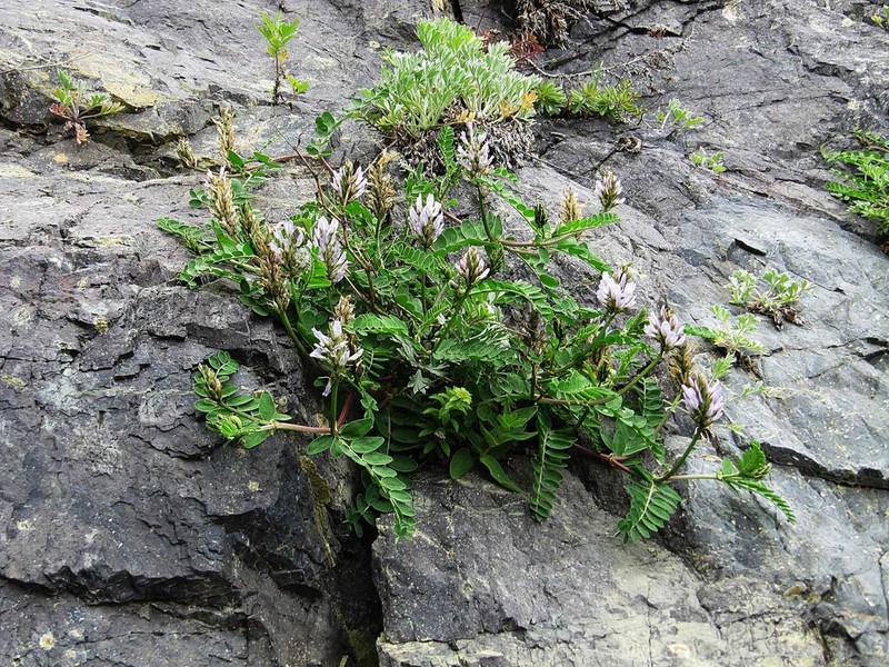 Astragalus marinus photo 4
